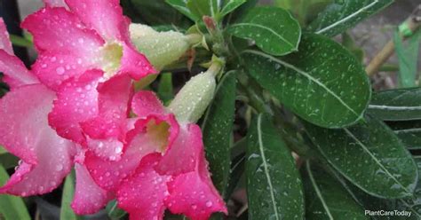 Desert Rose Watering: Tips and Tricks