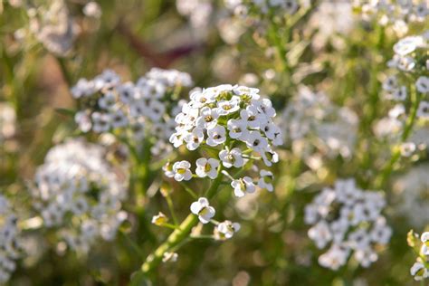 Growing Sweet Alyssum Flowers