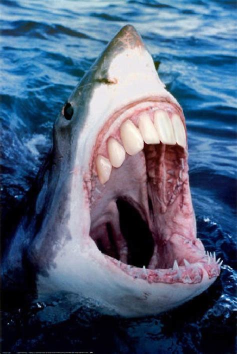 Sharks have got Human Teeth |The Odd Blogg