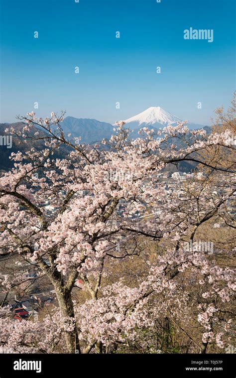 Mt. Fuji and Cherry Blossoms Stock Photo - Alamy