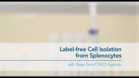 Label-free Cell Isolation from Splenocytes with Strep-Tactin® TACS Agarose - YouTube