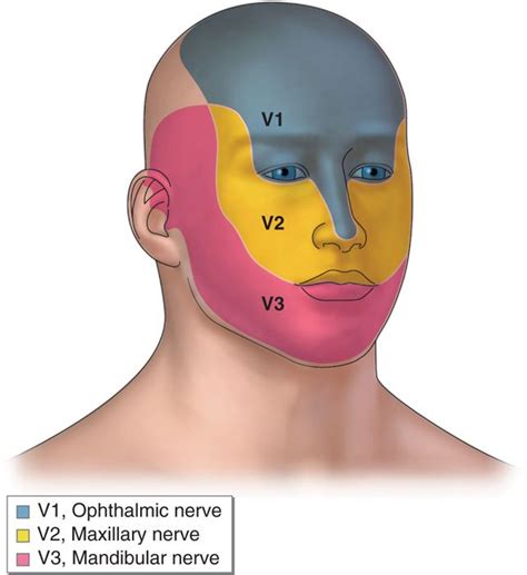 Periorbital Nerve Blocks (Supraorbital, Supratrochlear, and Infraorbital Nerves) | Anesthesia Key