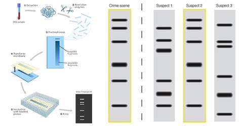 DNA Fingerprinting- Principle, Methods, Applications