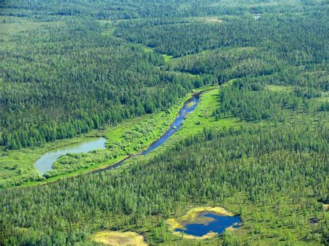 Siberian taiga - aerial view. Aerial view on siberian taiga landscape from a hel , #Aff, #aerial ...