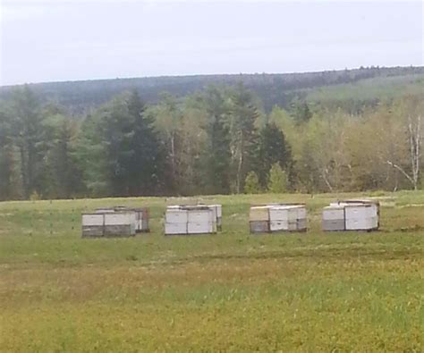 Pollination Services - New England Apiaries, LLC