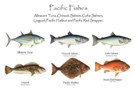 Pacific Fishes | Pacific fish, Fish, Fish chart