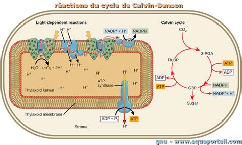 Réactions du cycle de Calvin-Benson : définition et explications