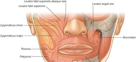 zygomaticus major and minor | Muscle system, Facial muscles, Face ...