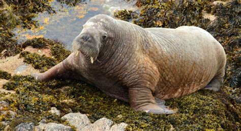 Wally the Walrus – boat owner films incredible encounter in Isles of Scilly