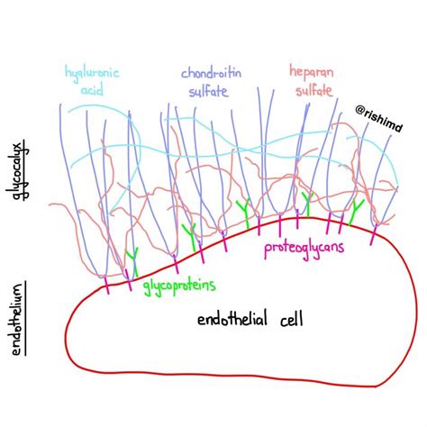 The Endothelial Glycocalyx - RK.MD