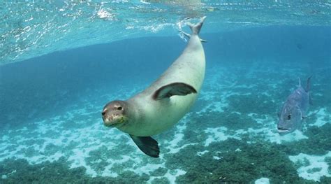 Papahānaumokuākea Obama cria no Havaí maior área de proteção marinha do ...