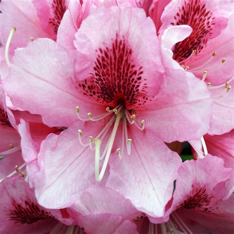 Blooming pink Rhododendron stock image. Image of formal - 31374307