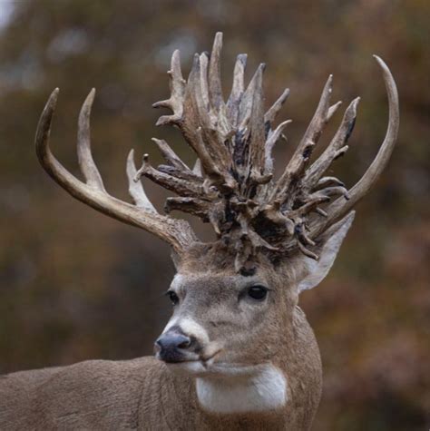 Worlds Biggest Deer Rack