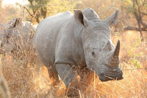 African White Rhino in a South African Game Reserve Stock Photo - Image of extinction, ivory ...