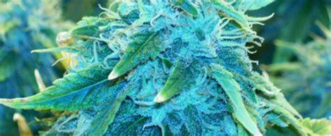 AK-48 Cannabis Strain Information & Review - ILGM