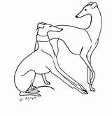 Whippet Coloring Page Pages Sketch sketch template