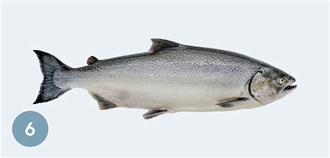 Our Farming – New Zealand King Salmon