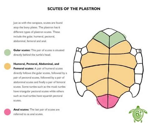 What's Inside a Turtle Shell? [Turtle Anatomy] - All Turtles