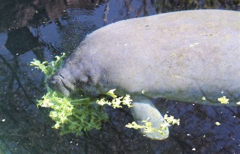 Manatee eating stock photo. Image of wildlife, eating - 7195098