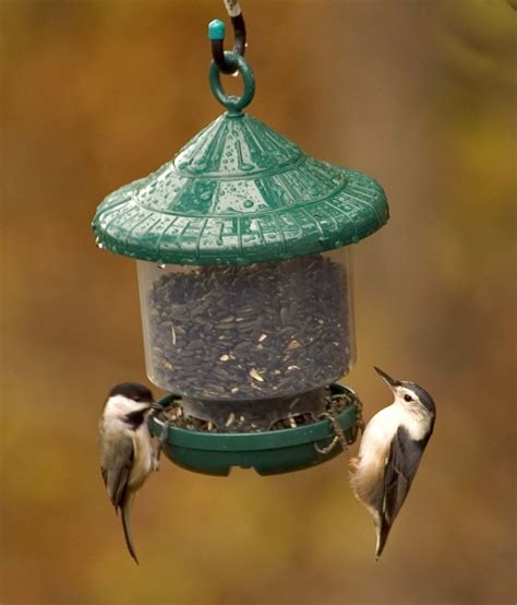 NEW! CLINGER'S ONLY FEEDER FOR SMALL CLINGING BIRDS! CHICKADEES, WOODPECKERS ETC | eBay