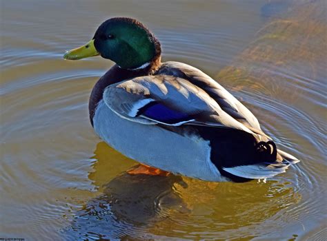 Mallard Drake | Jaunt, Species, Bird lovers