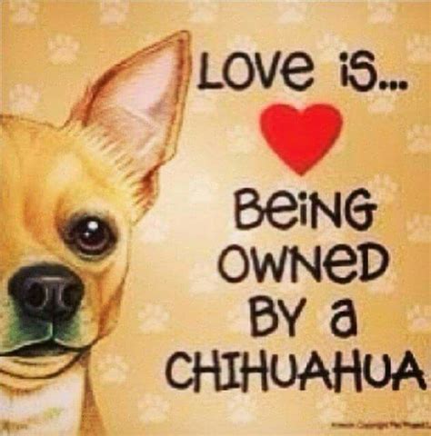 Chihuahua Quote : 16 Best Chihuahua Quotes and Sayings - Page 4 - The Paws - Aw, hewwo, widdle ...