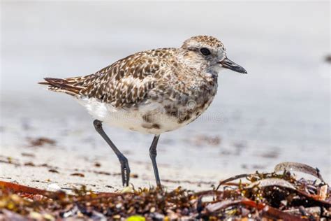 Black-bellied or Grey Plover in Australia Stock Photo - Image of australasian, ornithology ...