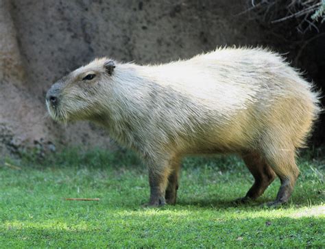 World's largest guinea pig? by fatherofanartist on DeviantArt