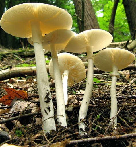 The destroying angel :Cornell Mushroom Blog