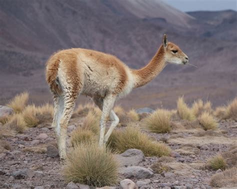 Vicuna - Facts, Diet, Habitat & Pictures on Animalia.bio | Diurnal animals, Animals, Wildlife ...