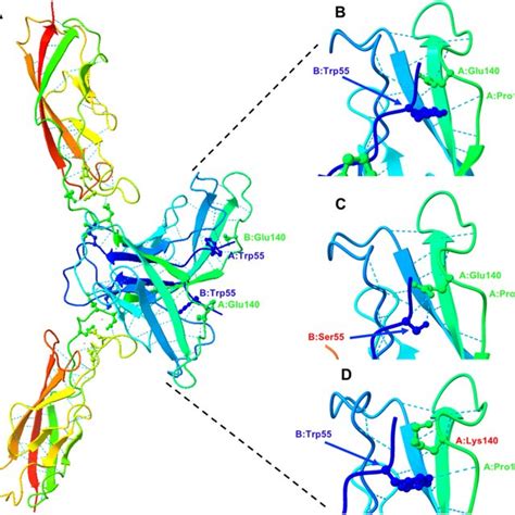 Pathogenic variants in CDH11 impair cell adhesion and cause Teebi hypertelorism syndrome ...