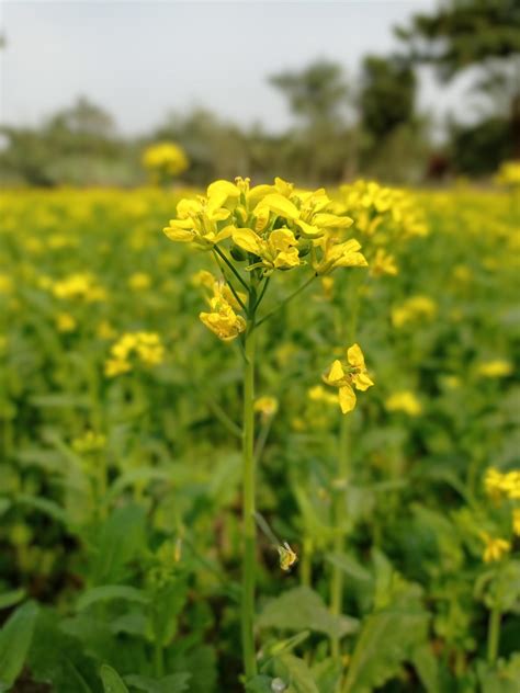 Mustard flower and plant 16759849 Stock Photo at Vecteezy