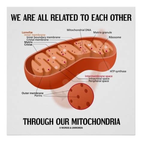 We Are All Related Each Other Through Mitochondria Poster | Zazzle.com | Mitochondria ...