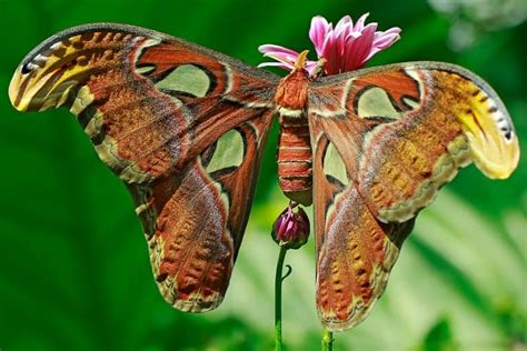 10 Atlas Moth Facts - Fact Animal