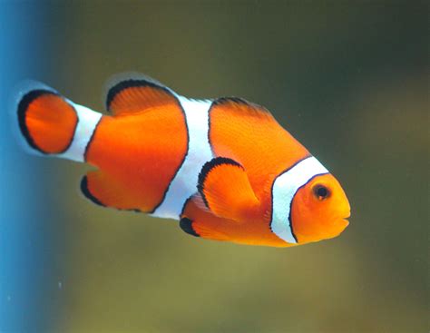 Clown Fish - Beautiful color! | Clown fish, Cute animal photos, Pet fish