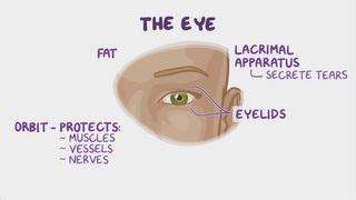 Marcus Gunn Pupil: What Is It, Causes, Treatment, and More | Osmosis