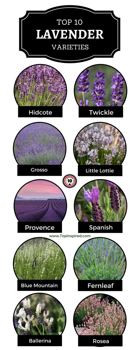 Top 10 Lavender Varieties To Grow in your Garden | Lavender varieties ...