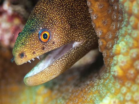 Goldentail moray eel Photograph by Organizacion Bluewater