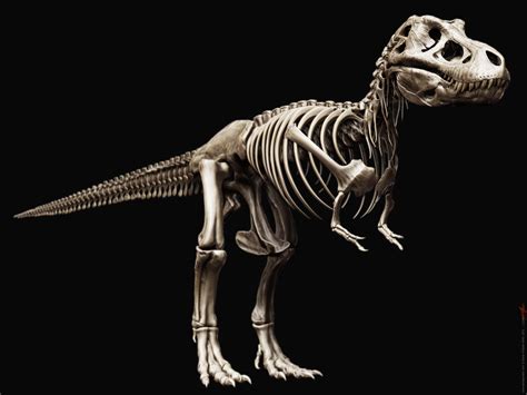 Tyrannosaurus Rex Skeleton by damir-g-martin on DeviantArt