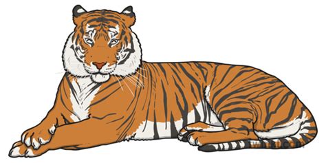 What are Animals with Stripes? - Answered - Twinkl Teaching Wiki