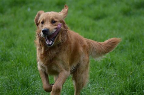 Are Golden Retrievers Hypoallergenic? (It’s A Complicated Answer ...