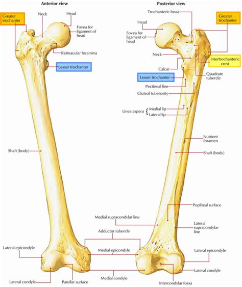 Trochanter definition, greater & lesser trochanter pain & fracture