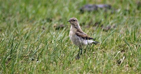 Lark Bird Meadow - Free photo on Pixabay - Pixabay