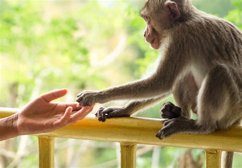 TAKE A MONKEY TO LUNCH DAY - July 21, 2025 - National Today