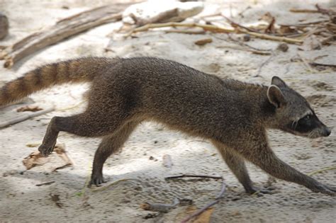 Los Animales...De Todo El Mundo... Y El Ecosistema: ANIMALES DE AMERICA DEL SUR