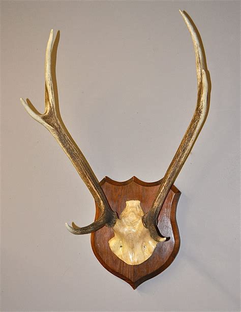 Antiques Atlas - Mounted Red Deer Antlers - P3002