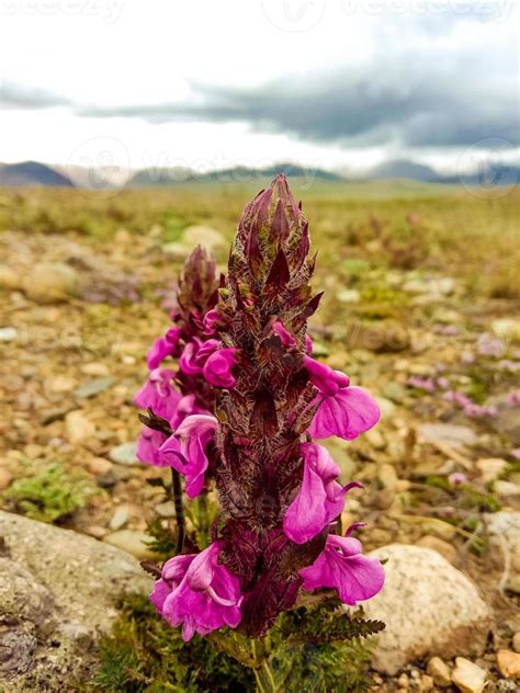 Flowers of Deosai National Park 3599492 Stock Photo at Vecteezy