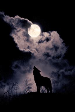 Foto animada | Lobo uivando pra lua, Fotos de lobos, Wolf love