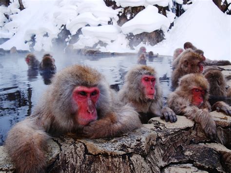 Snow Monkeys of Jigokudani Park, Yamanouchi, Nagano | life to reset