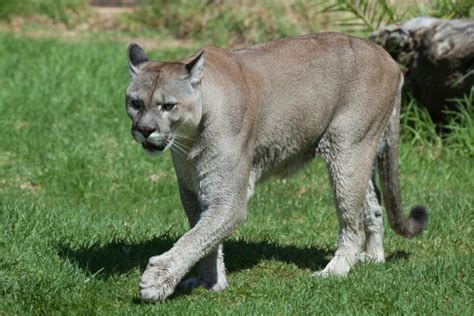 Guide: The species and breeds of the UK's big cats - Puma Watch